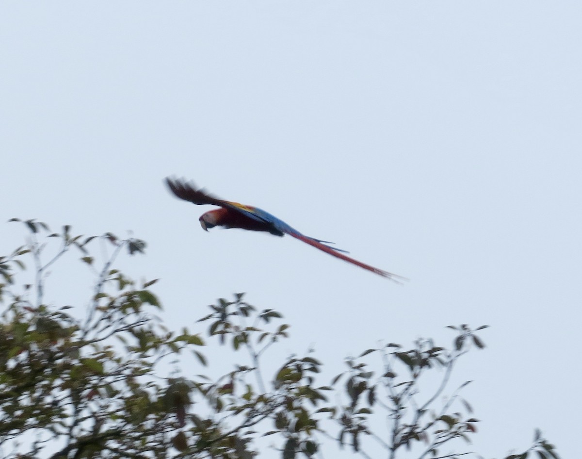 Scarlet Macaw - ML651122758