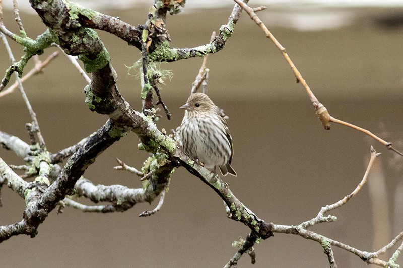 stripesisik - ML651122765