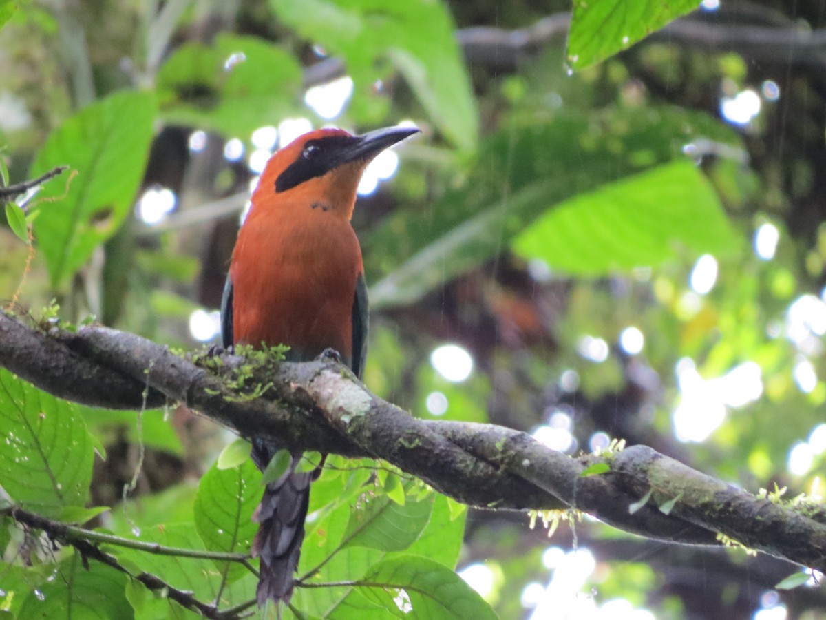 Rufous Motmot - ML651123000