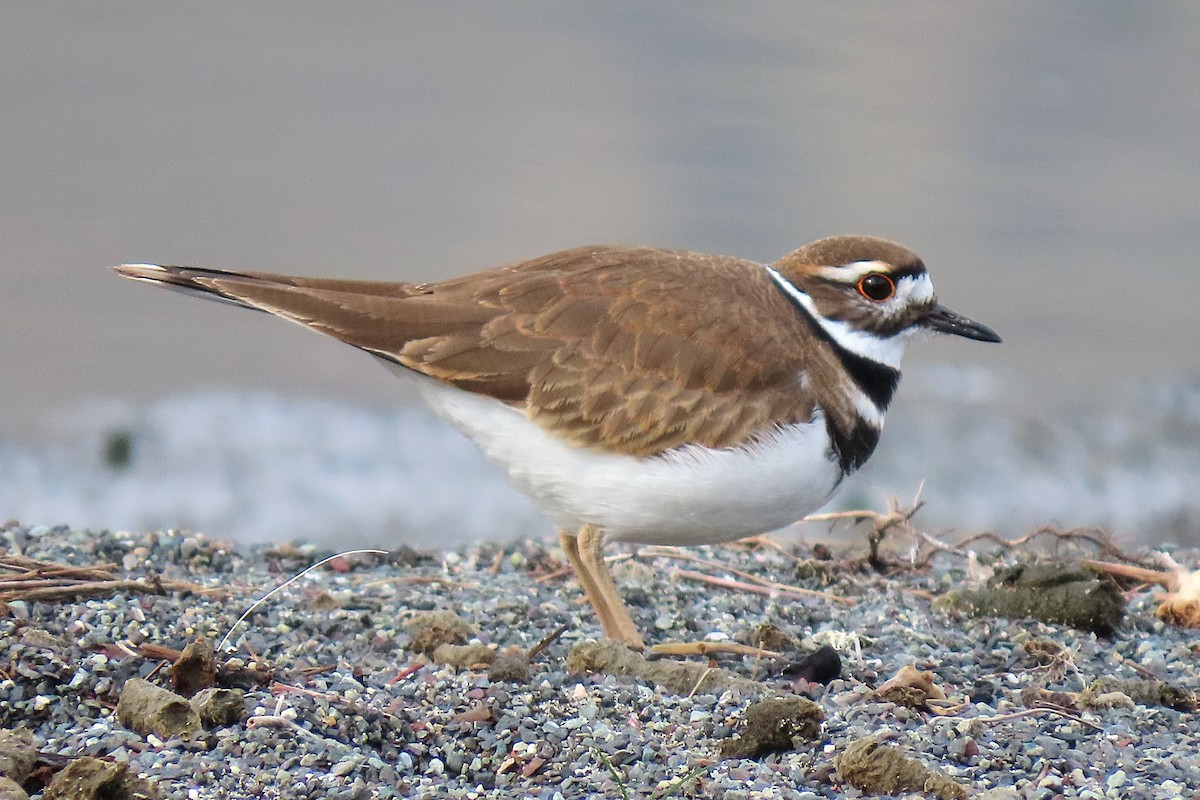 eBird Checklist - 16 Feb 2026 - Chief Timothy Park - 40 species (+1 ...
