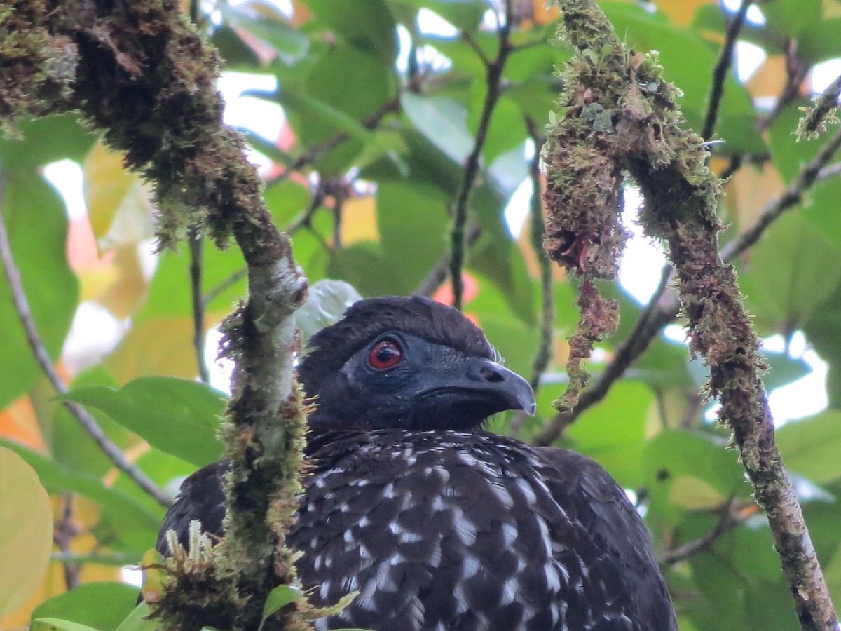 Crested Guan - ML651123493
