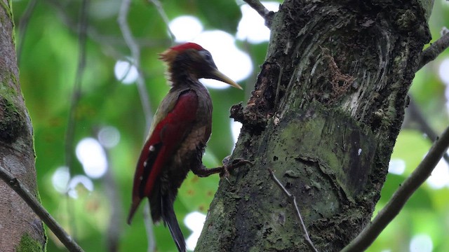 rødvingespett - ML651123916