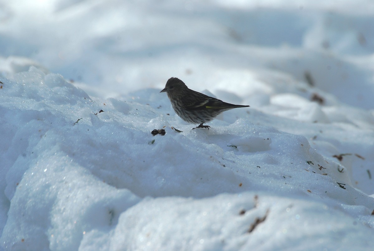 stripesisik - ML651124155