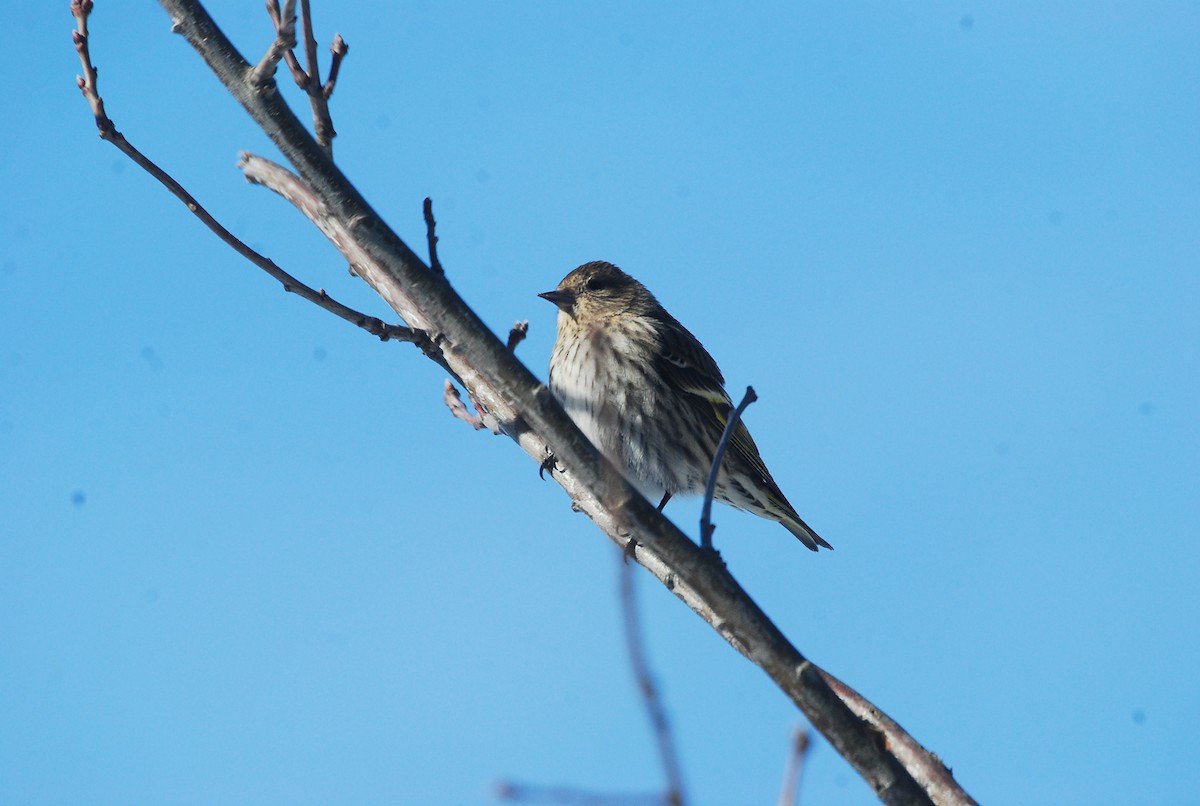 stripesisik - ML651124156