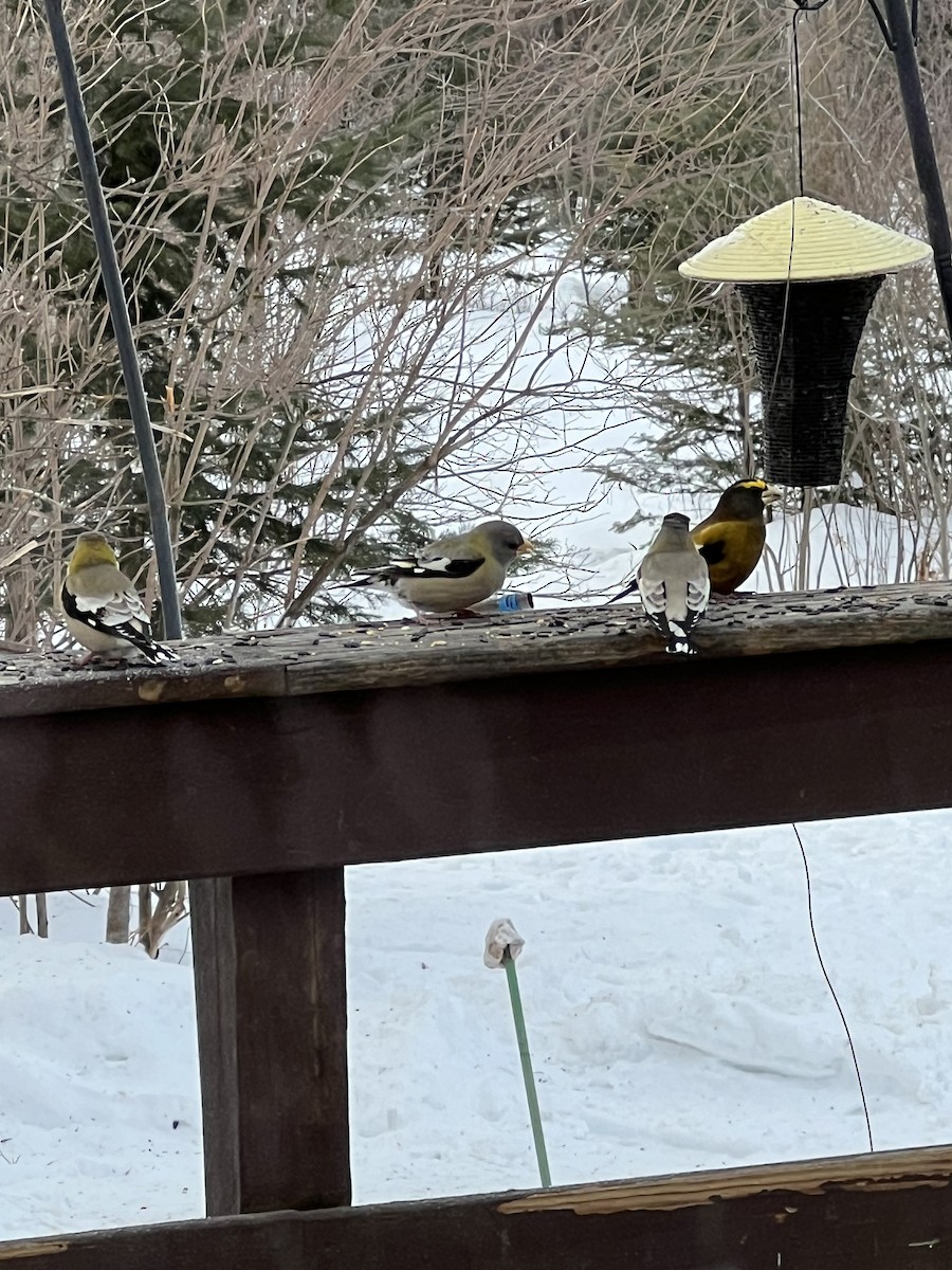 Evening Grosbeak - ML651124261