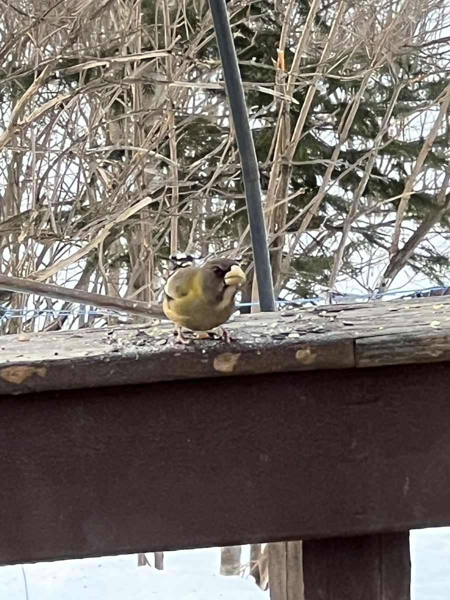 Evening Grosbeak - ML651124262