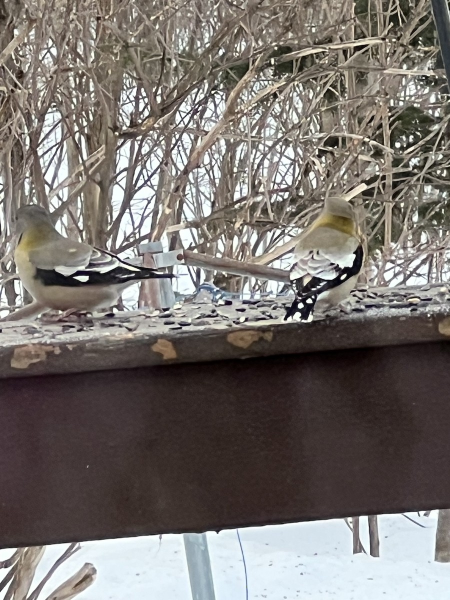 Evening Grosbeak - ML651124263