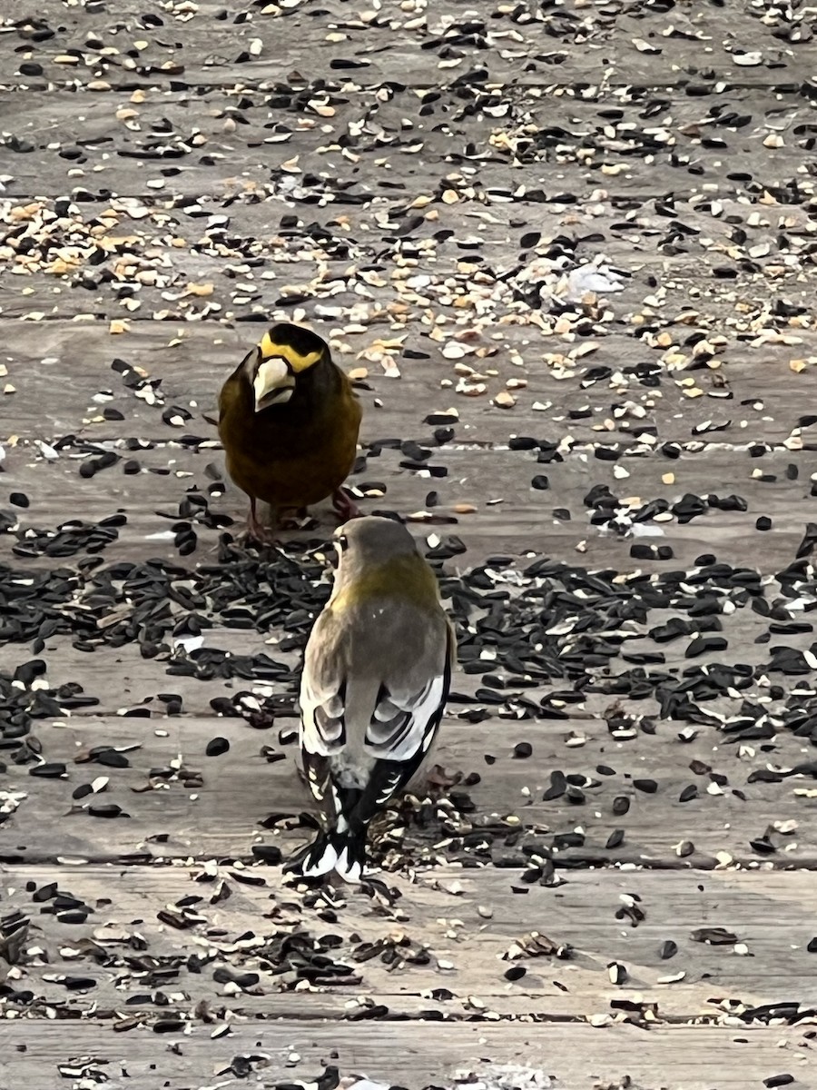 Evening Grosbeak - ML651124264