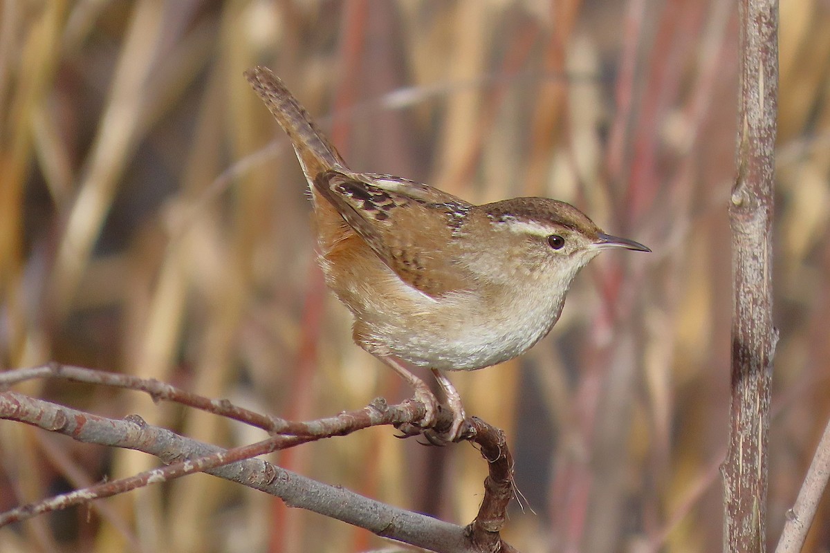 Marsh Wren - ML651124507