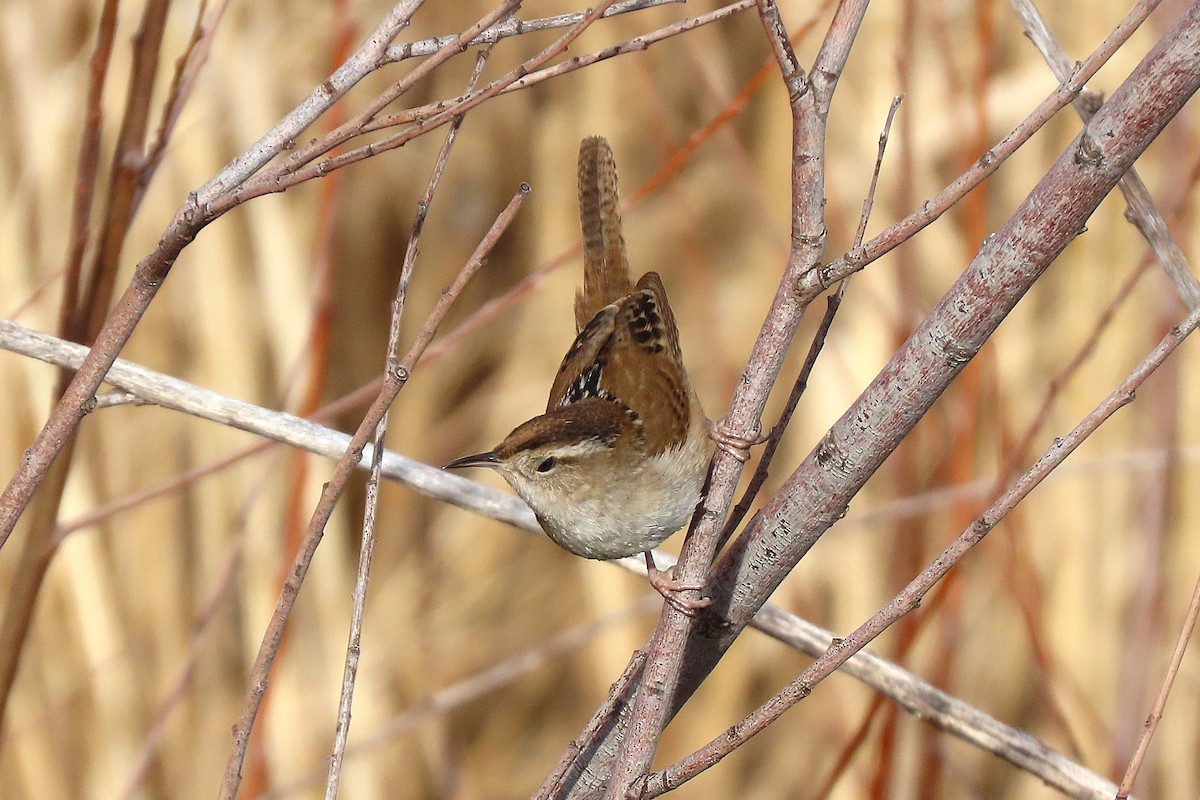 Marsh Wren - ML651124508