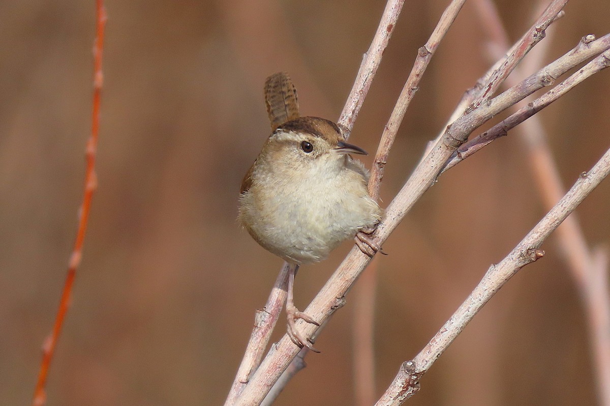 Marsh Wren - ML651124510