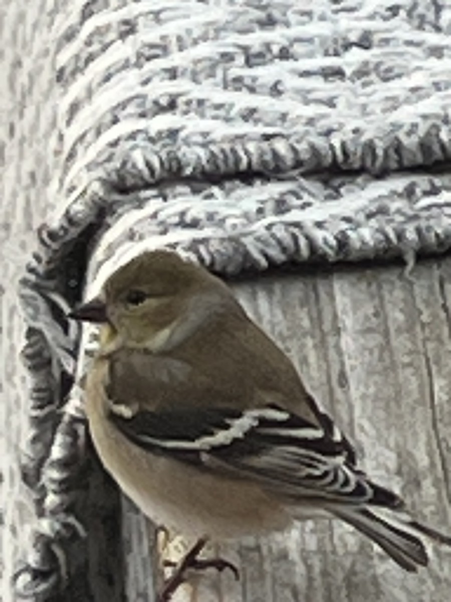 American Goldfinch - ML651124657