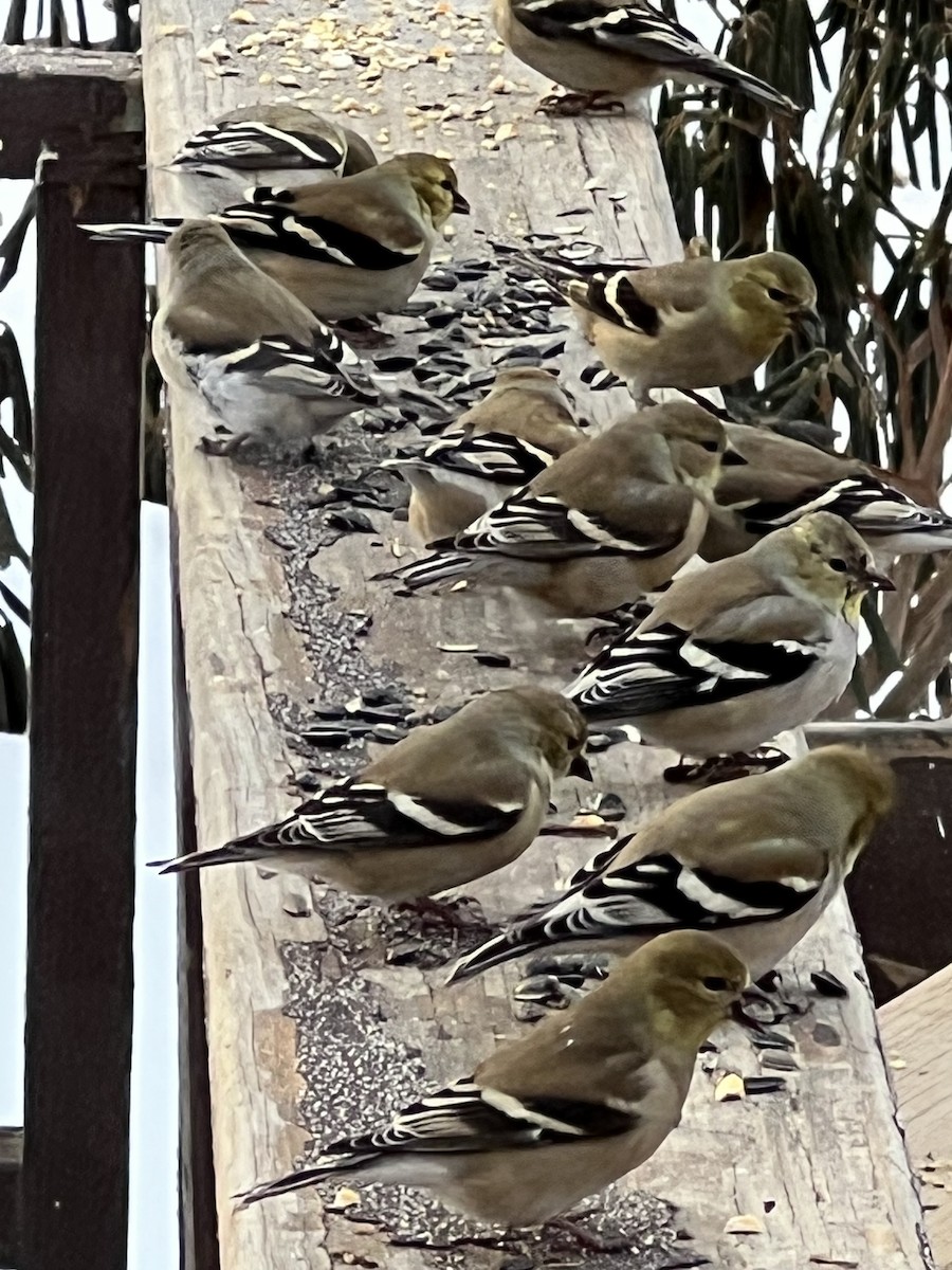 American Goldfinch - ML651124658