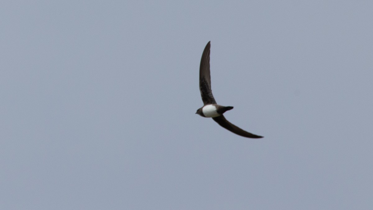 Alpine Swift - ML651124824
