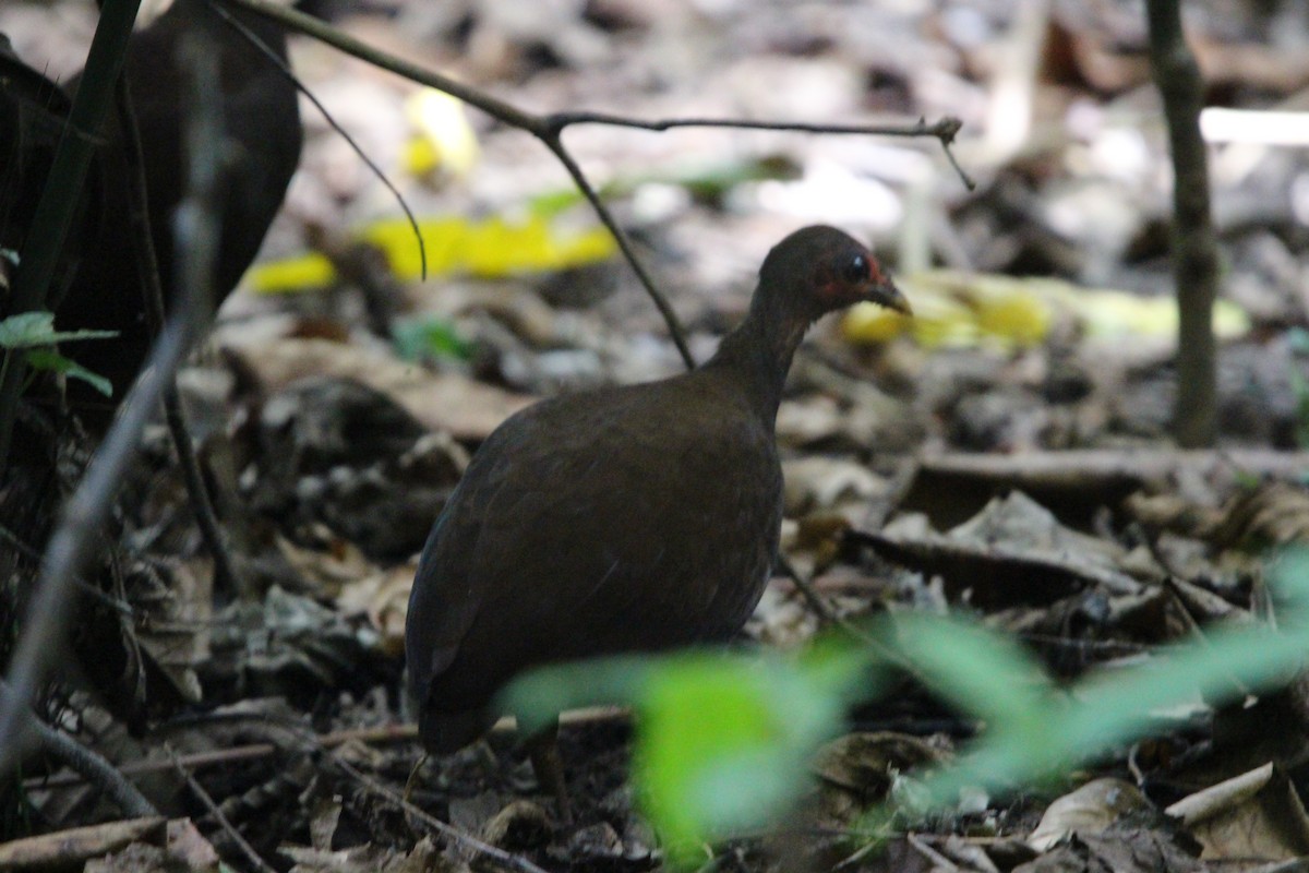 Philippine Megapode - ML651125077
