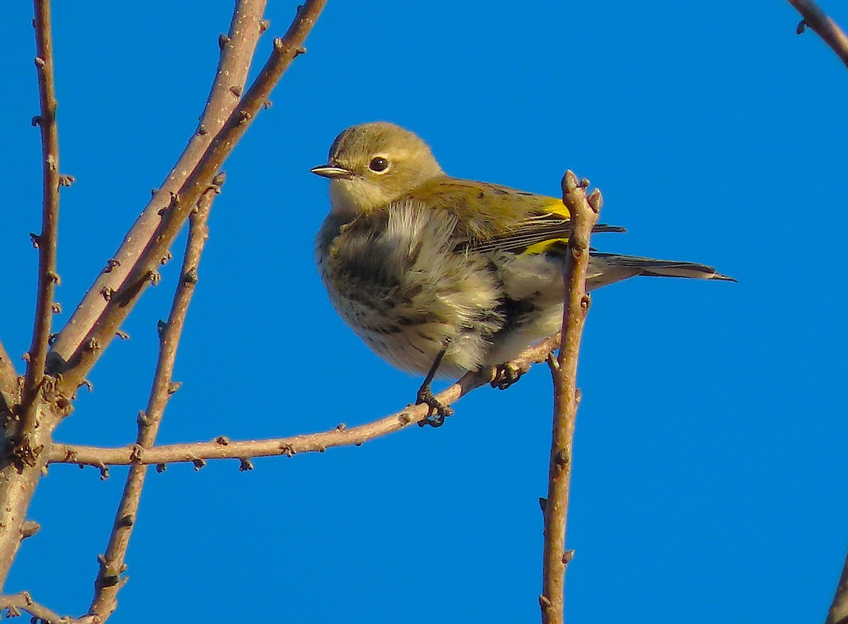 Yellow-rumped Warbler - ML651125126