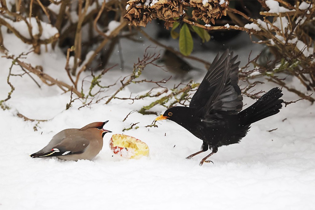 黃連雀 - ML651125220