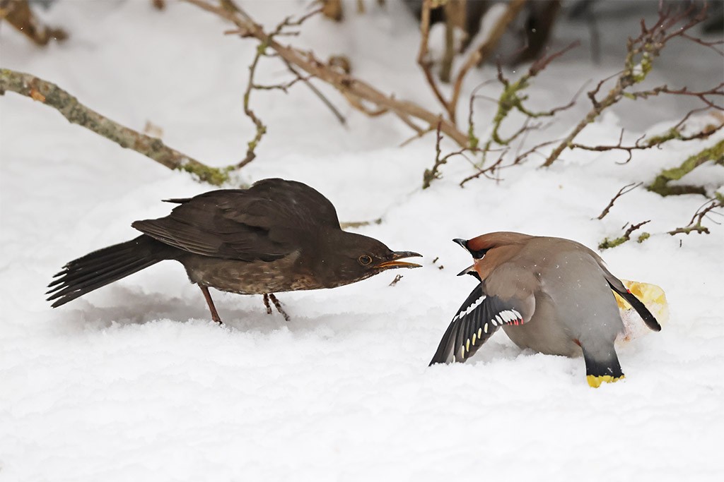 黃連雀 - ML651125221