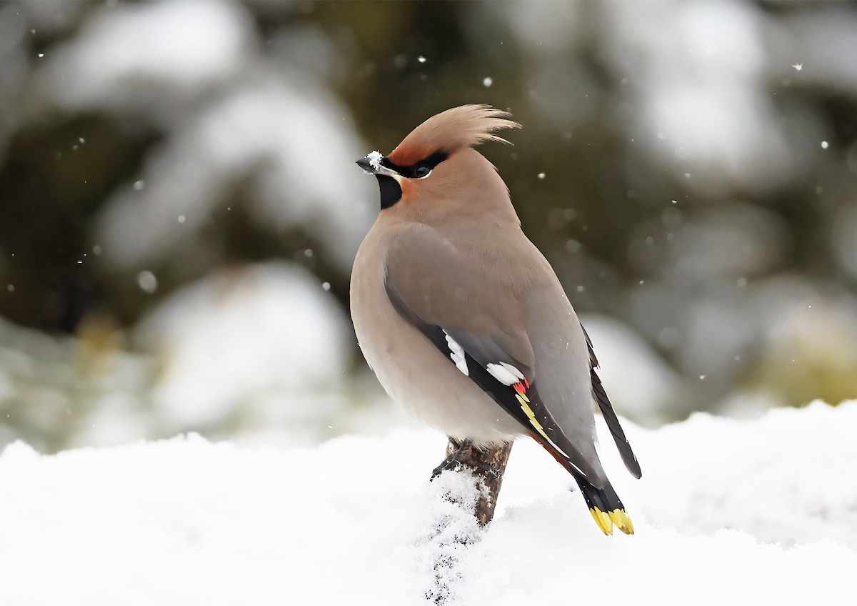 黃連雀 - ML651125222