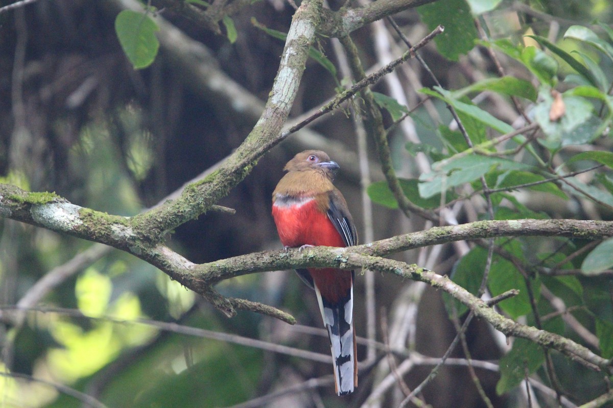 Red-headed Trogon - ML651125345