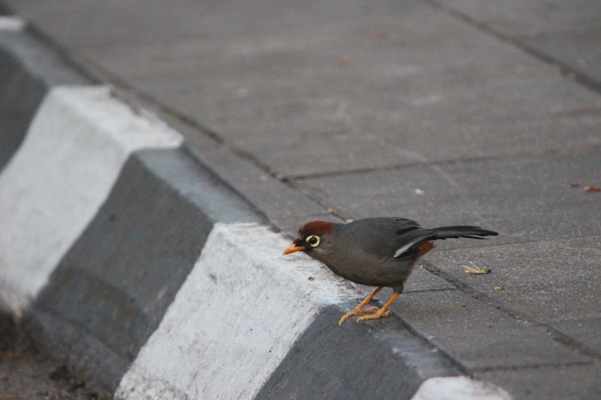 Chestnut-capped Laughingthrush - ML651125447