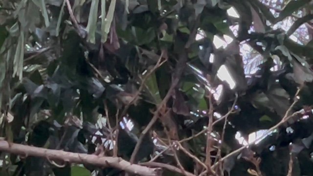 Timalie à gorge striée - ML651126136