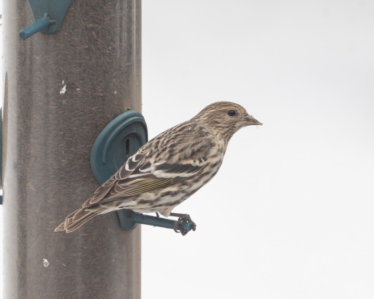 stripesisik - ML651126614