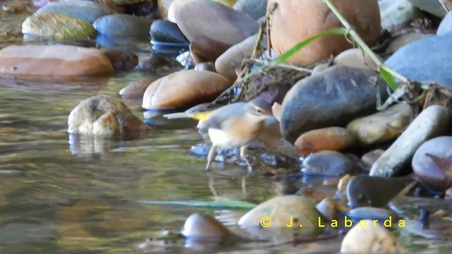 Gray Wagtail - ML651126825