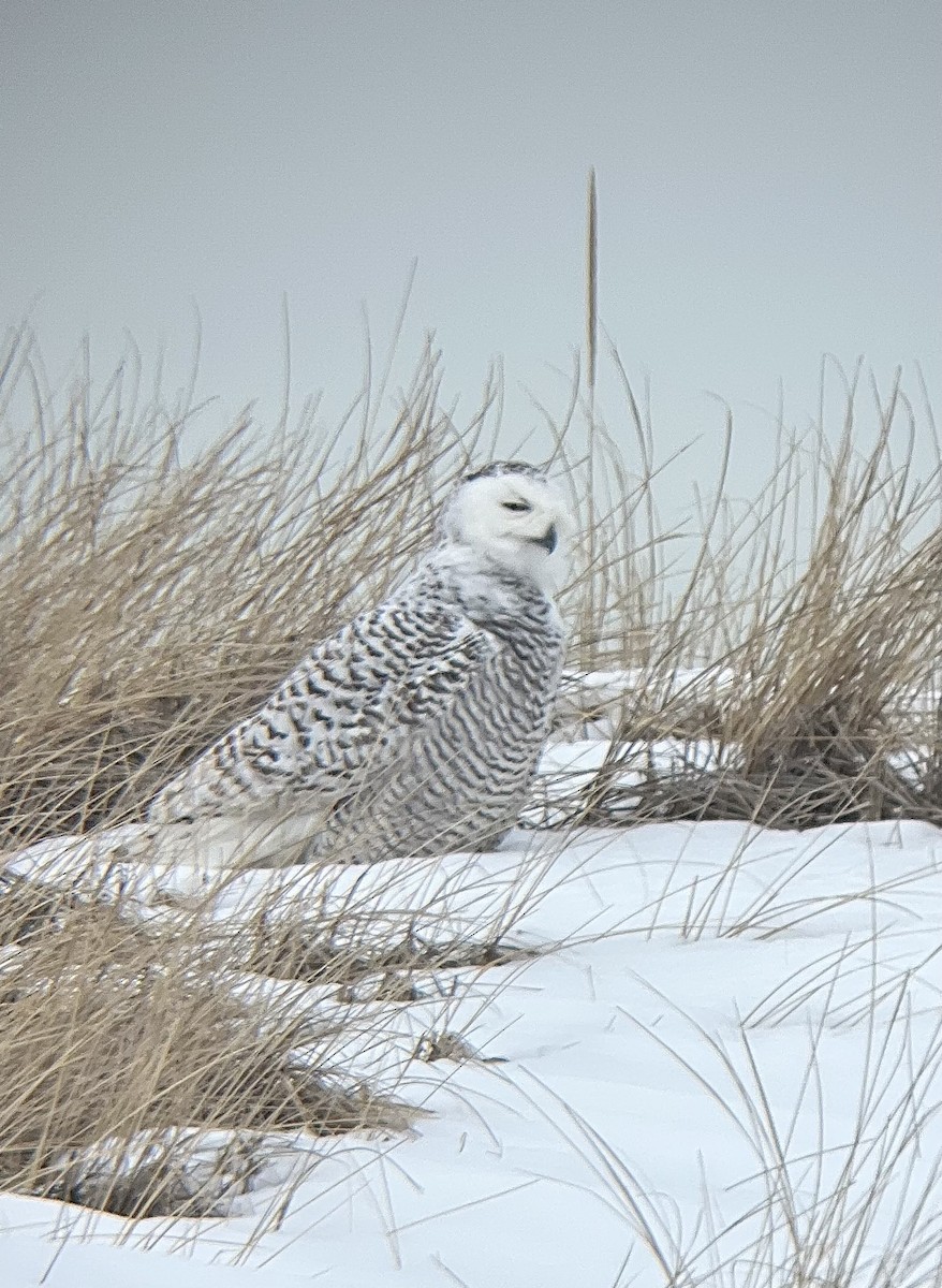 Snowy Owl - ML651127058