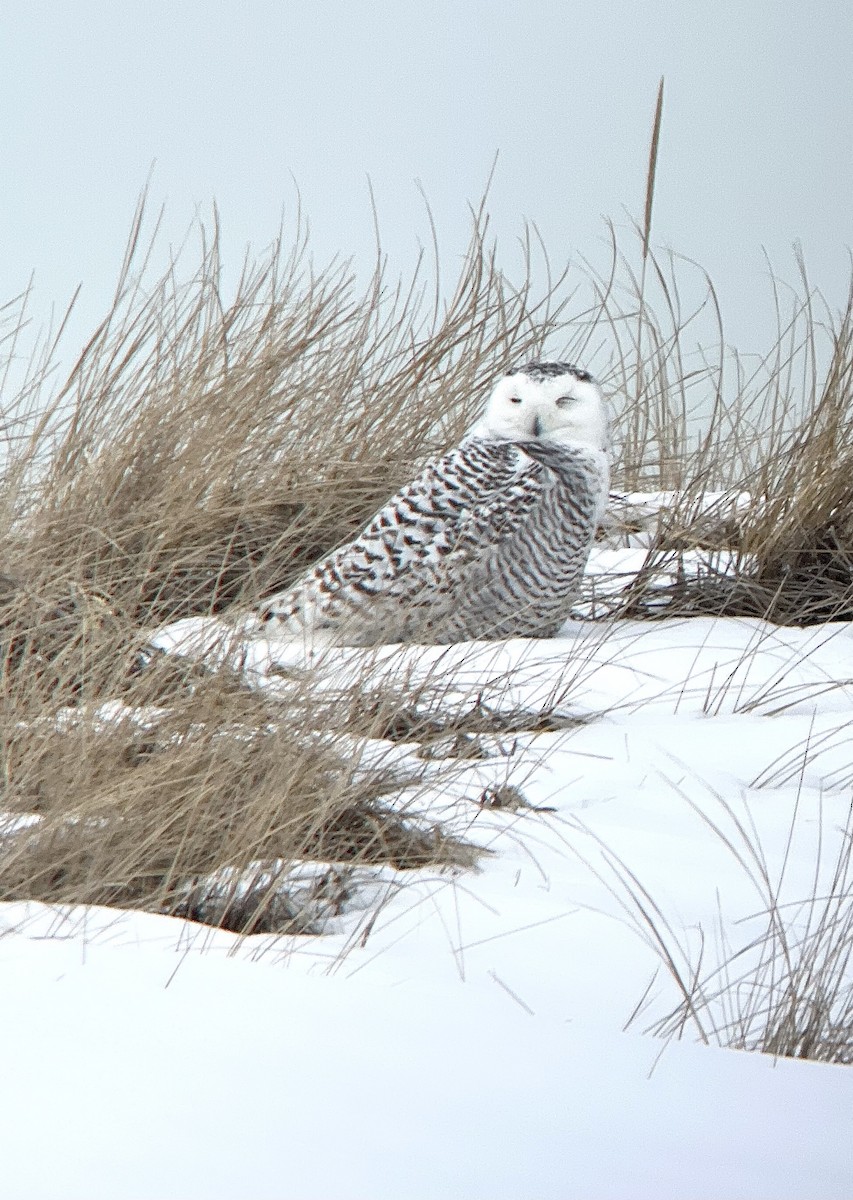 Snowy Owl - ML651127059