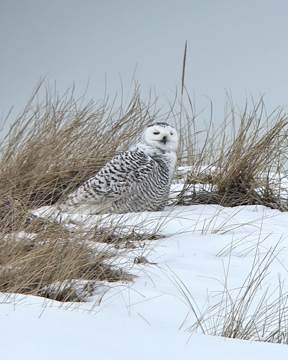 Snowy Owl - ML651127060