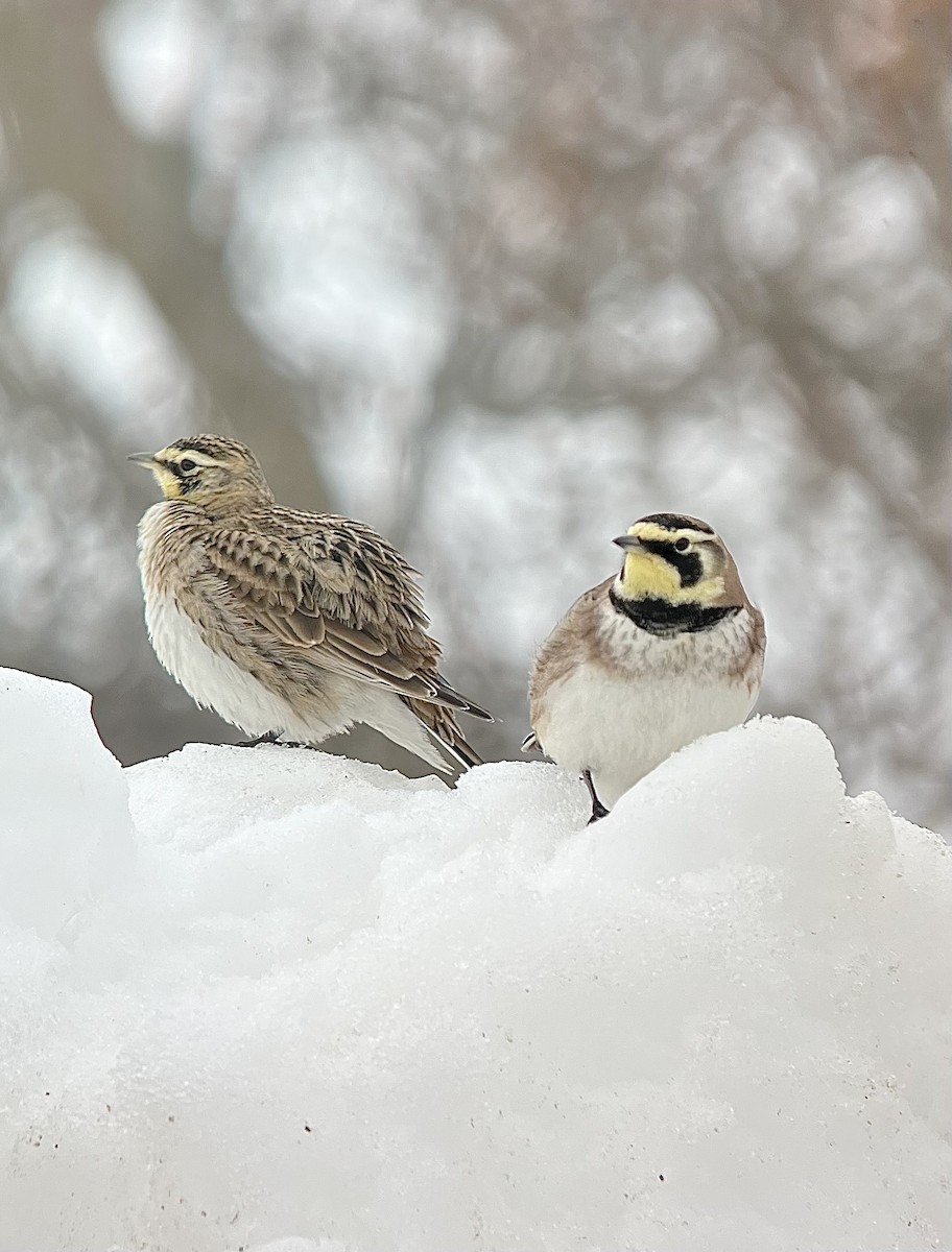 Horned Lark - ML651127093