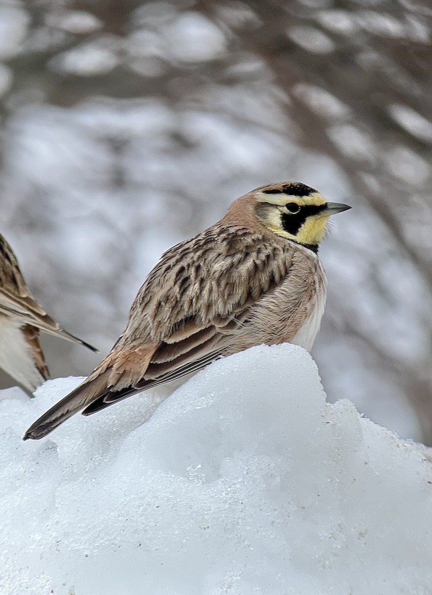 Horned Lark - ML651127095