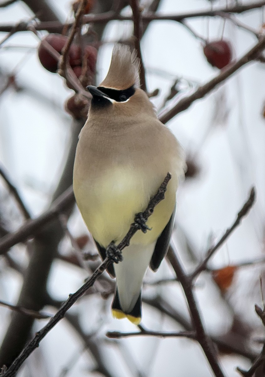 Cedar Waxwing - ML651127160