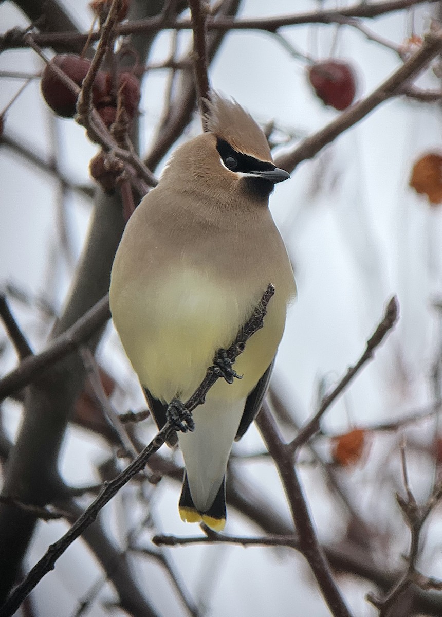 Cedar Waxwing - ML651127161