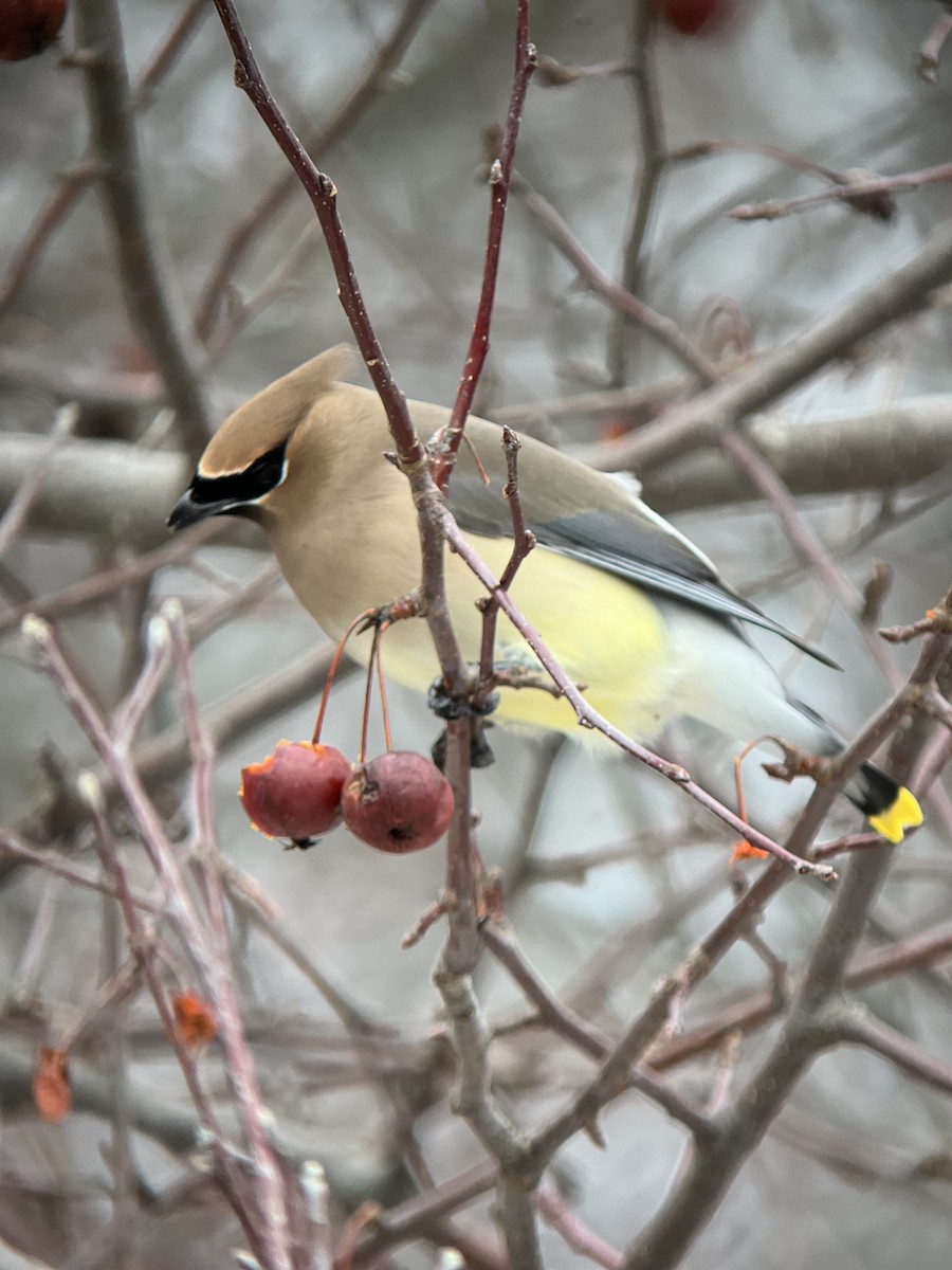 Cedar Waxwing - ML651127162
