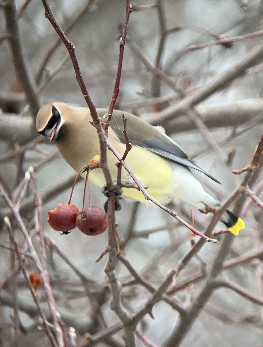 Cedar Waxwing - ML651127163