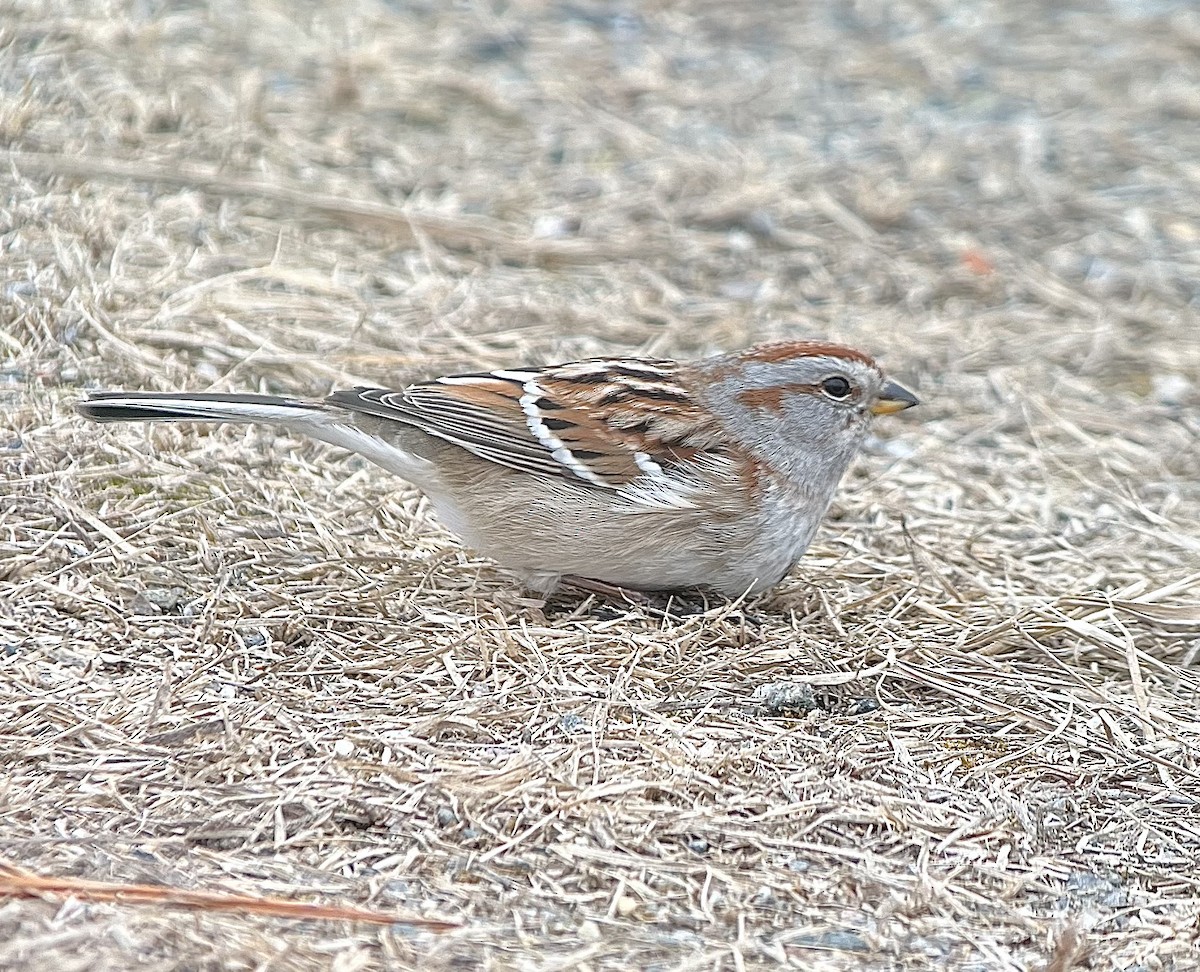 American Tree Sparrow - ML651127216