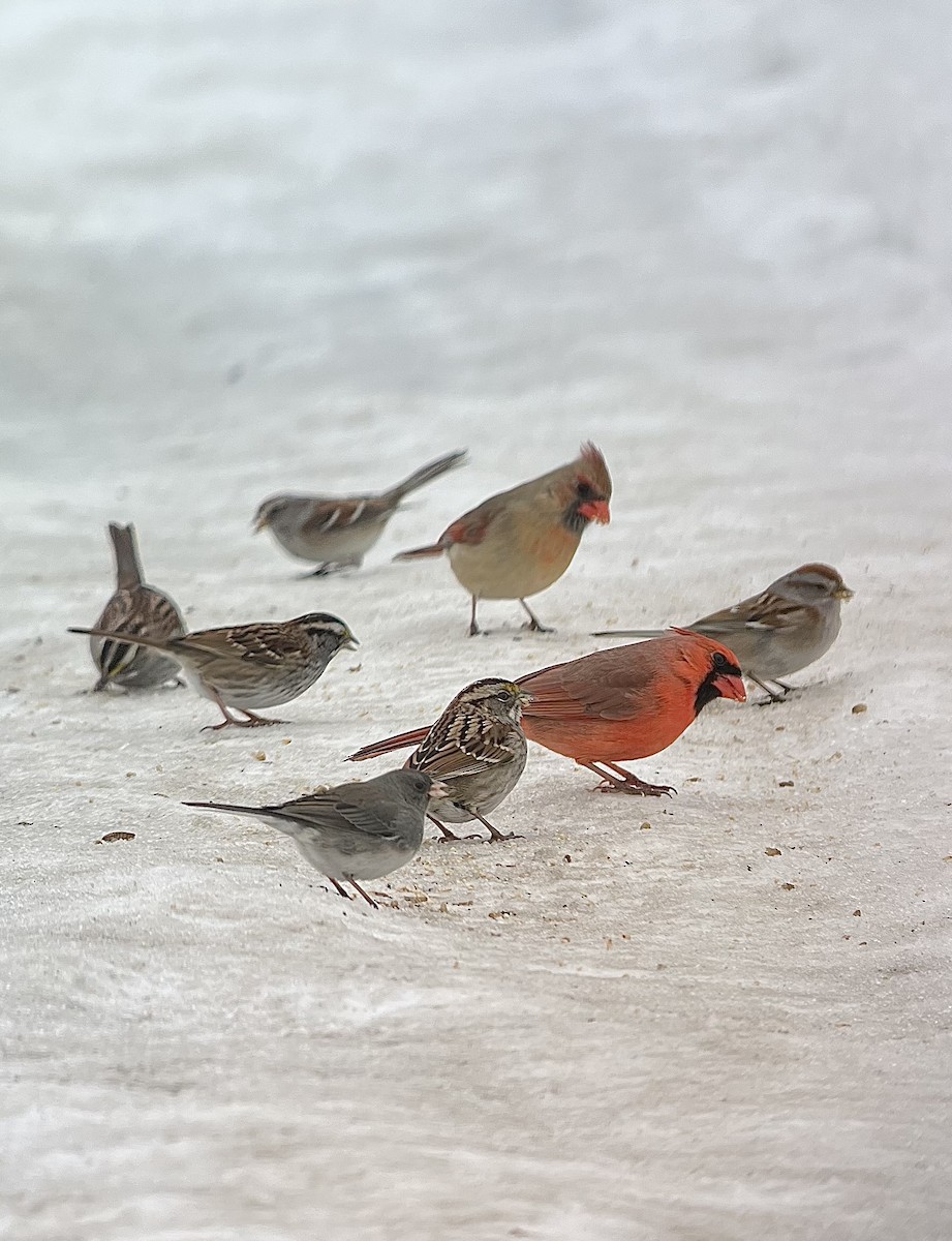 White-throated Sparrow - ML651127240