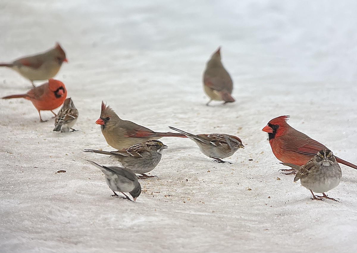 White-throated Sparrow - ML651127241