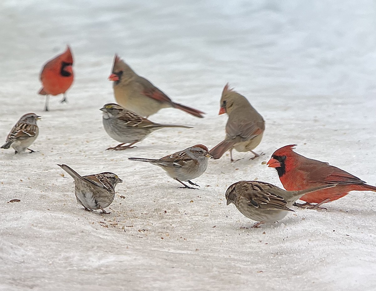 White-throated Sparrow - ML651127242