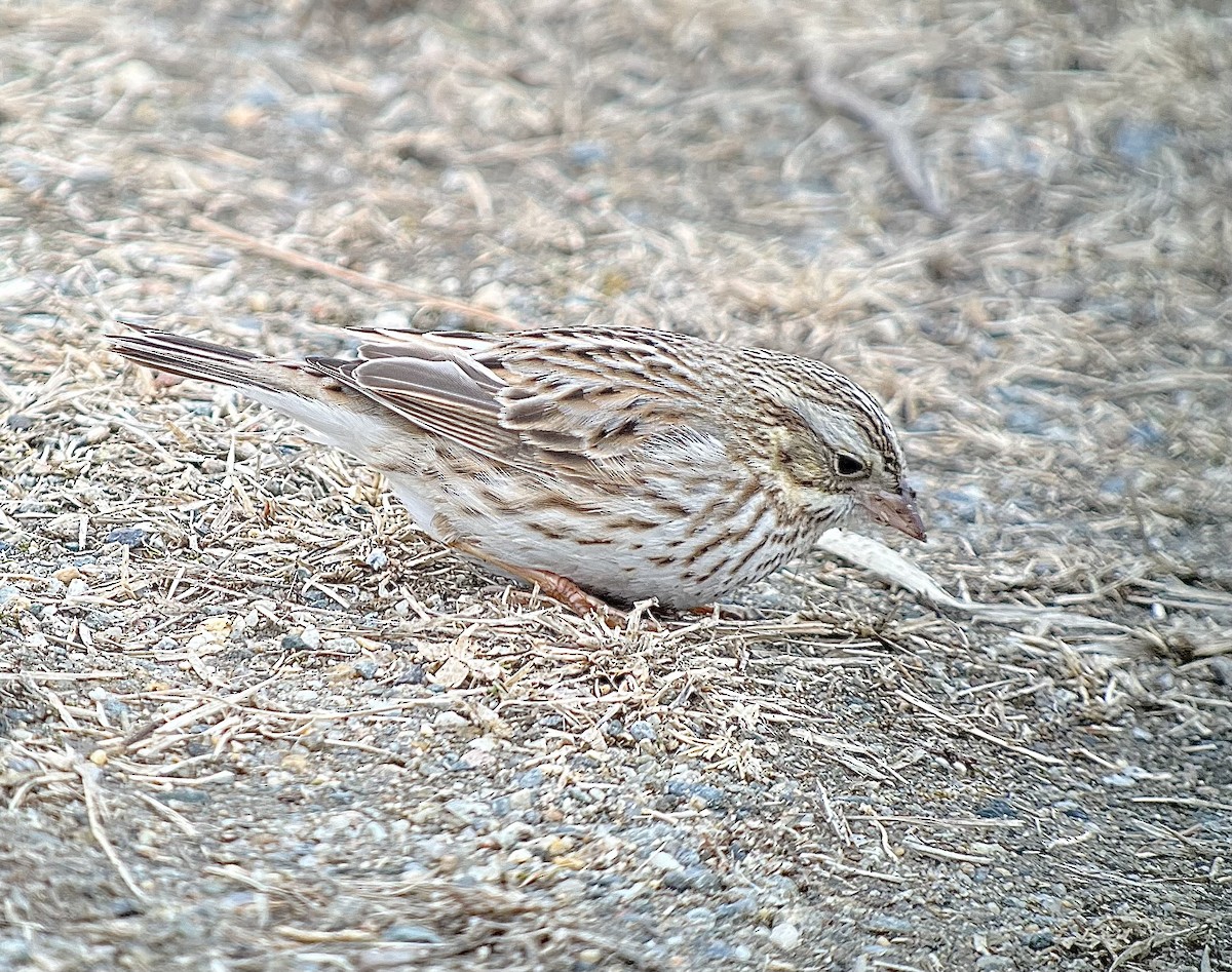 Savannah Sparrow (Ipswich) - ML651127262