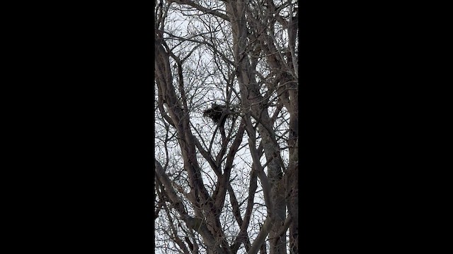 アメリカワシミミズク - ML651127409