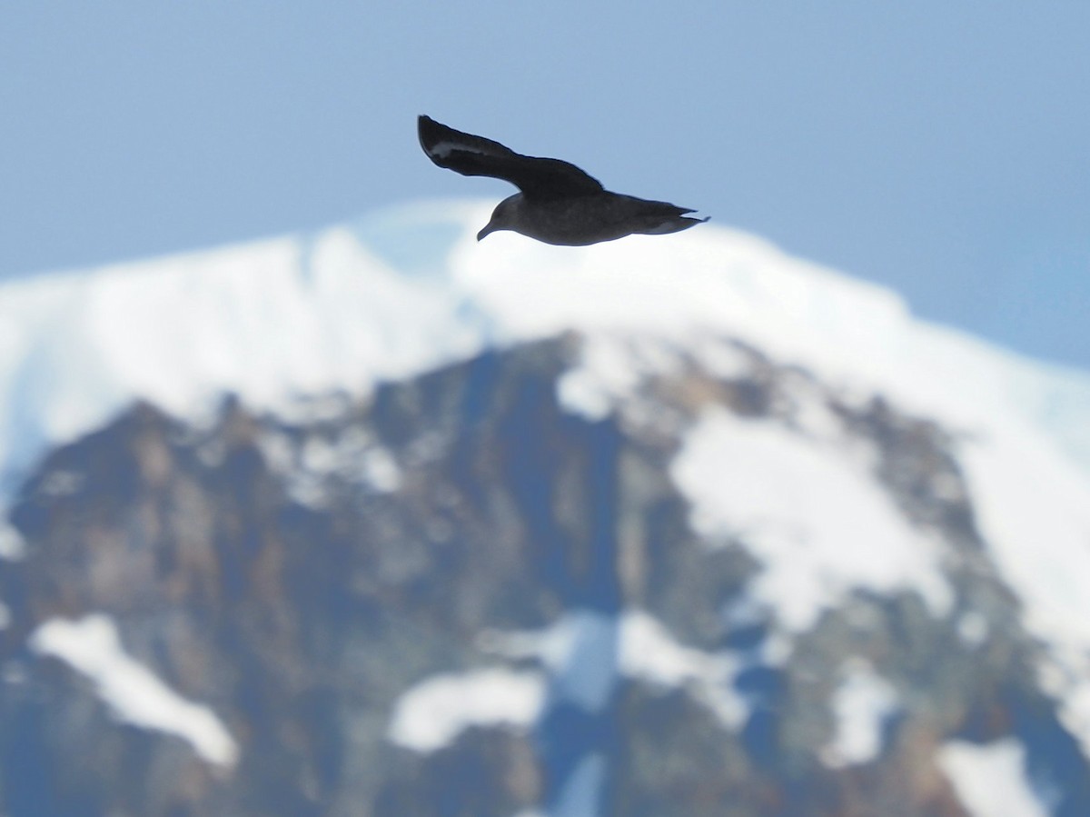 חמסן דרומי - ML651127615