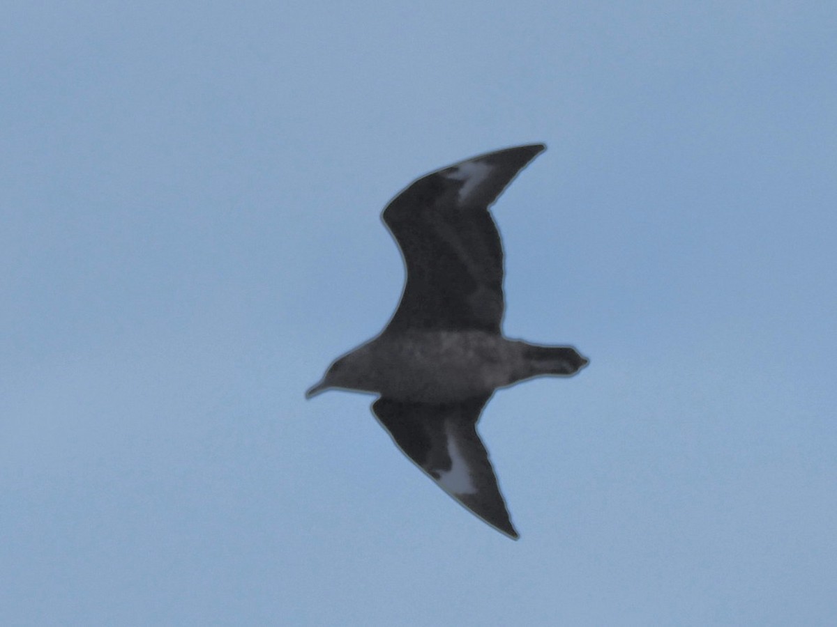 חמסן דרומי - ML651127622