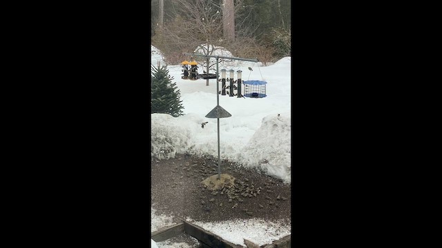 čížek žlutý - ML651127905