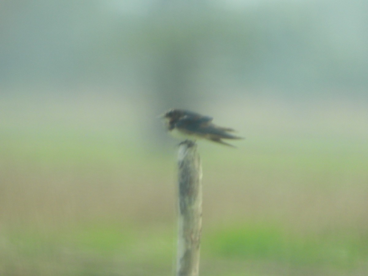 låvesvale - ML651127991