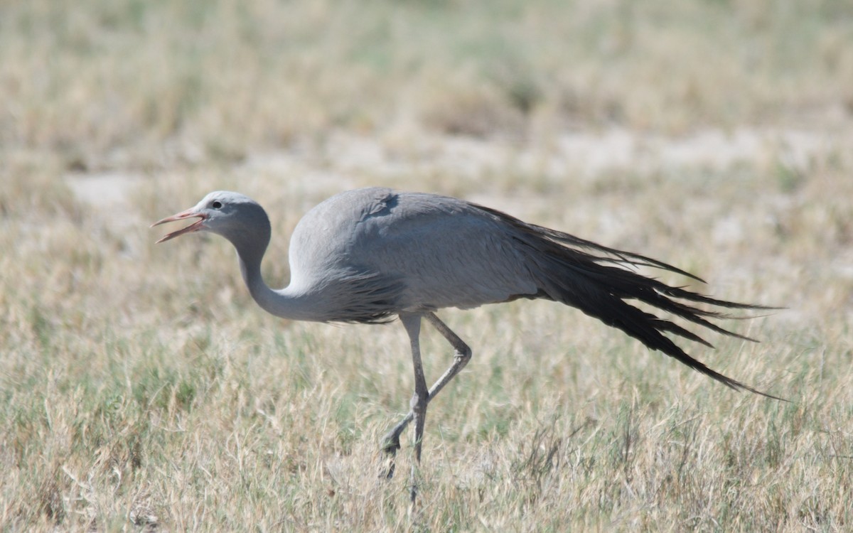 Blue Crane - ML651128113