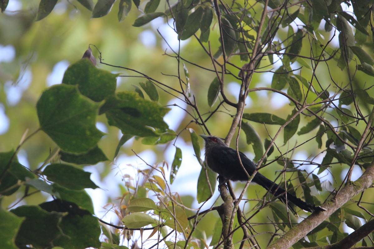 Green-billed Malkoha - ML651128228