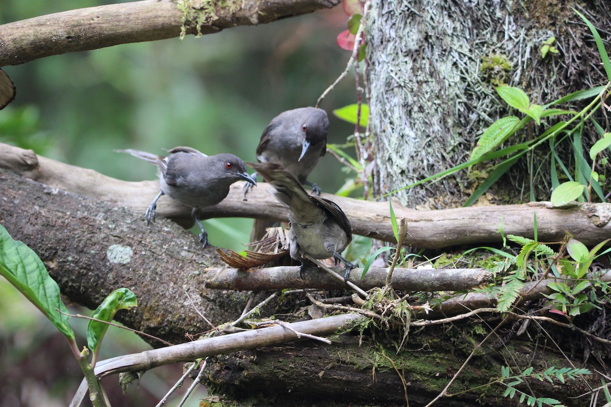 Long-tailed Sibia - ML651128400